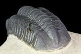 Bargain, Reedops Trilobite Fossil - Good Eye Facets #68653-5